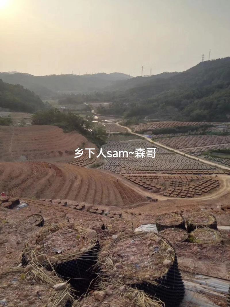 牛大力种苗，基地直供品种纯正，免费提供技术