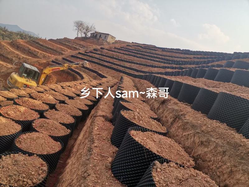 牛大力种苗，基地直供品种纯正，免费提供技术