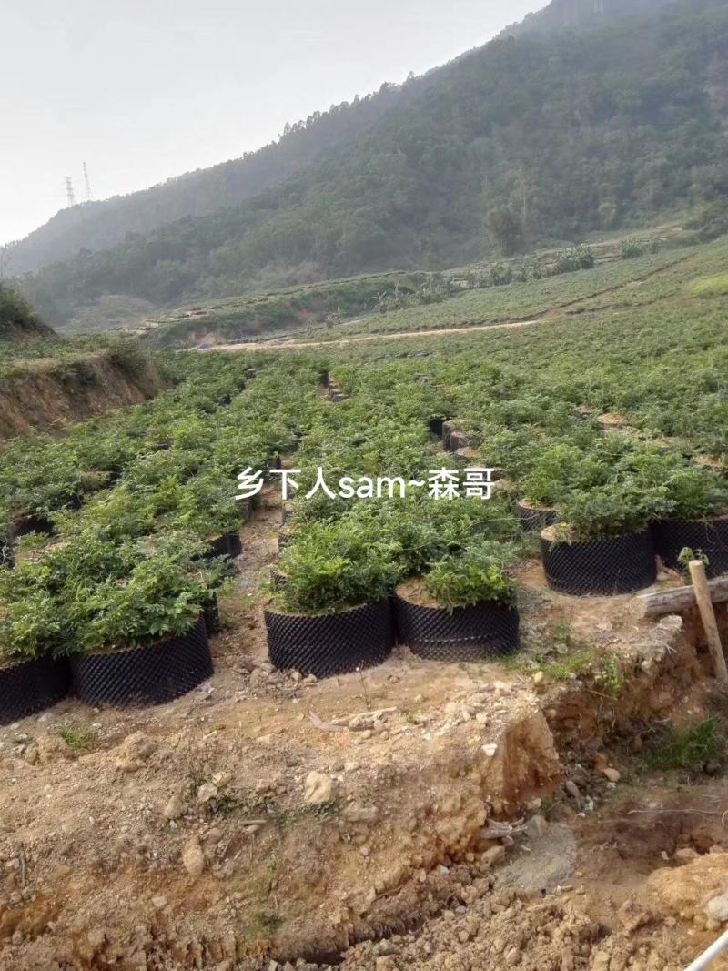牛大力种苗，基地直供品种纯正，免费提供技术