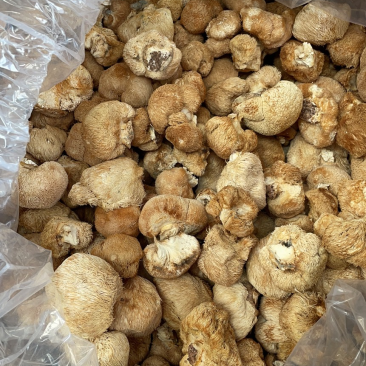 猴头菇批发
