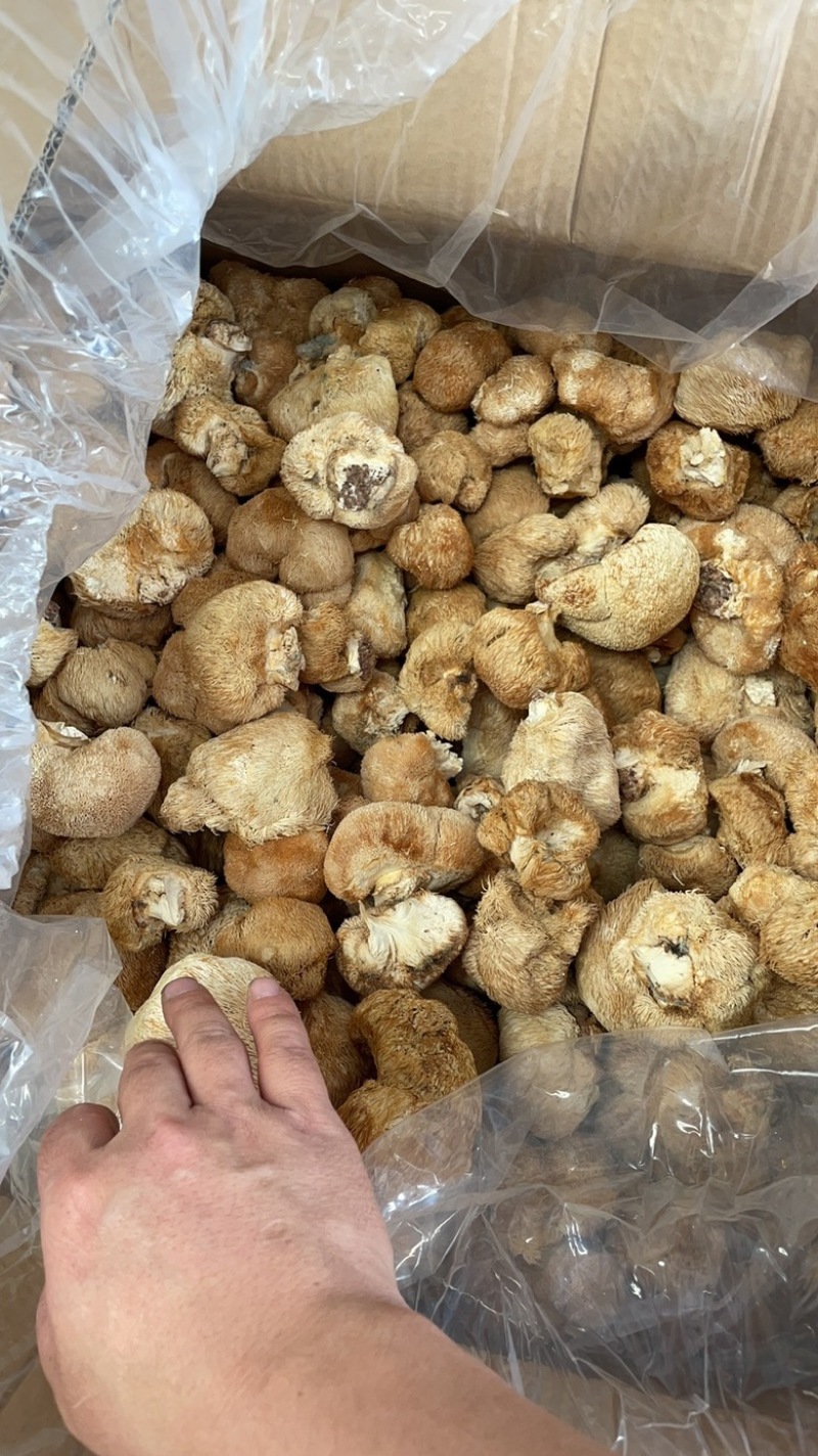 猴头菇批发