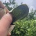 新会三花精品青皮陈皮质量保证