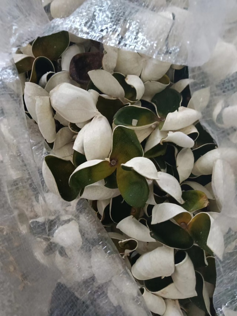 三花精品靑皮陈皮，大量有货质量保证，可视频看货，欢迎来电