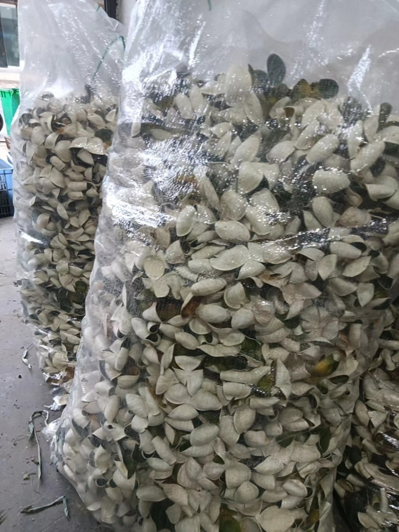 三花精品靑皮陈皮，大量有货质量保证，可视频看货，欢迎来电