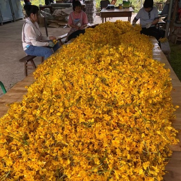 云南产地鼓槌石斛干花现烤基地直发1斤包邮