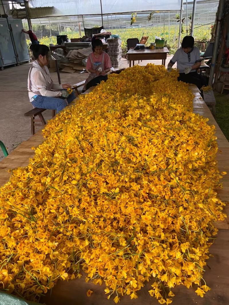 云南产地鼓槌石斛干花现烤基地直发1斤包邮