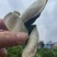 新会三花精品生晒青皮陈皮质量保证一手货源。