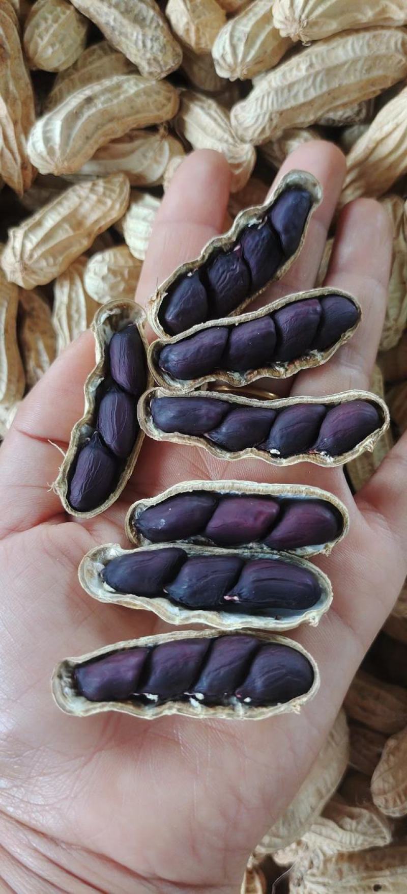 云南黑花生花生黑花生七彩花生量大从优