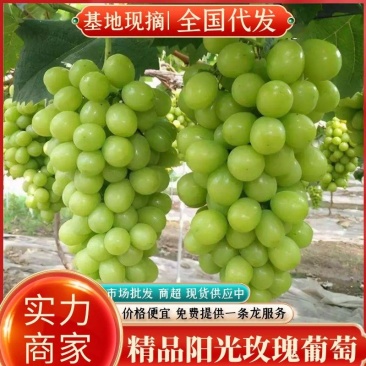 精品葡萄户太，阳光玫瑰，各种葡萄大量供应中