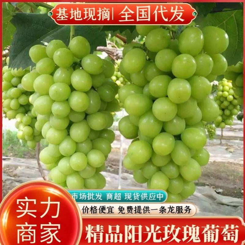 精品葡萄户太，阳光玫瑰，各种葡萄大量供应中