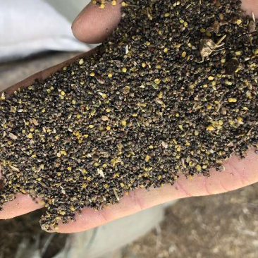 菜籽下脚料油菜籽厂家批发菜籽下脚料量大从优