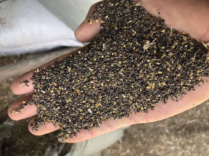 菜籽下脚料油菜籽厂家批发菜籽下脚料量大从优