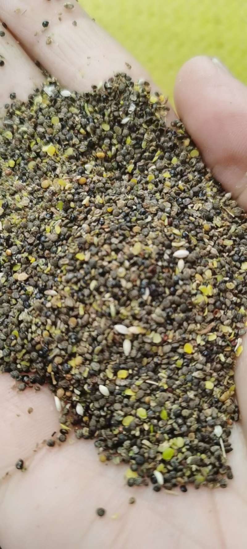 菜籽下脚料油菜籽厂家批发菜籽下脚料量大从优