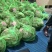 小龙虾大闸蟹