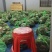 小龙虾大闸蟹
