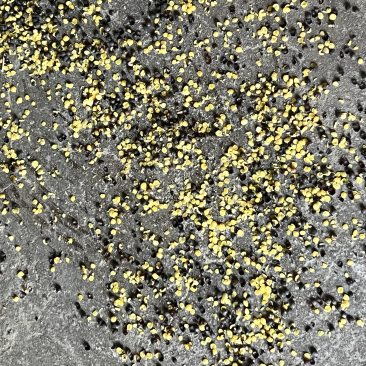 油菜籽厂家现货供应菜籽高含油油菜籽大量有货