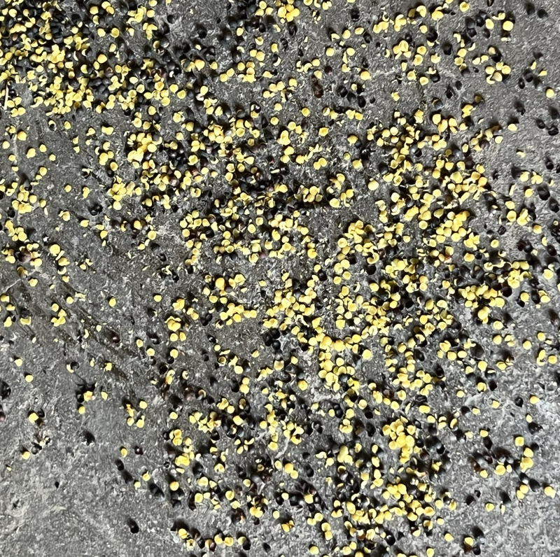 油菜籽厂家现货供应菜籽高含油油菜籽大量有货