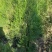 1米5高侧柏基地自产自销规格齐全货源充足