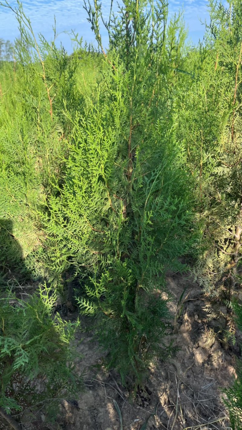 1米5高侧柏基地自产自销规格齐全货源充足