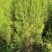 1米5高侧柏基地自产自销规格齐全货源充足