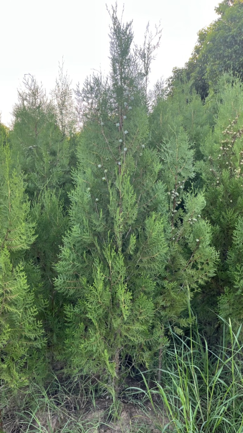 1米9高侧柏基地自产自销规格齐全货源充足