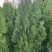 1米9高侧柏基地自产自销规格齐全货源充足