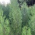 1米6高侧柏基地自产自销规格齐全货源充足