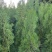 1米6高侧柏基地自产自销规格齐全货源充足