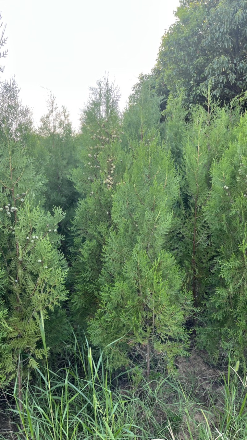 1米6高侧柏基地自产自销规格齐全货源充足