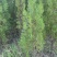 1米6高侧柏基地自产自销规格齐全货源充足