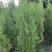 1米6高侧柏基地自产自销规格齐全货源充足
