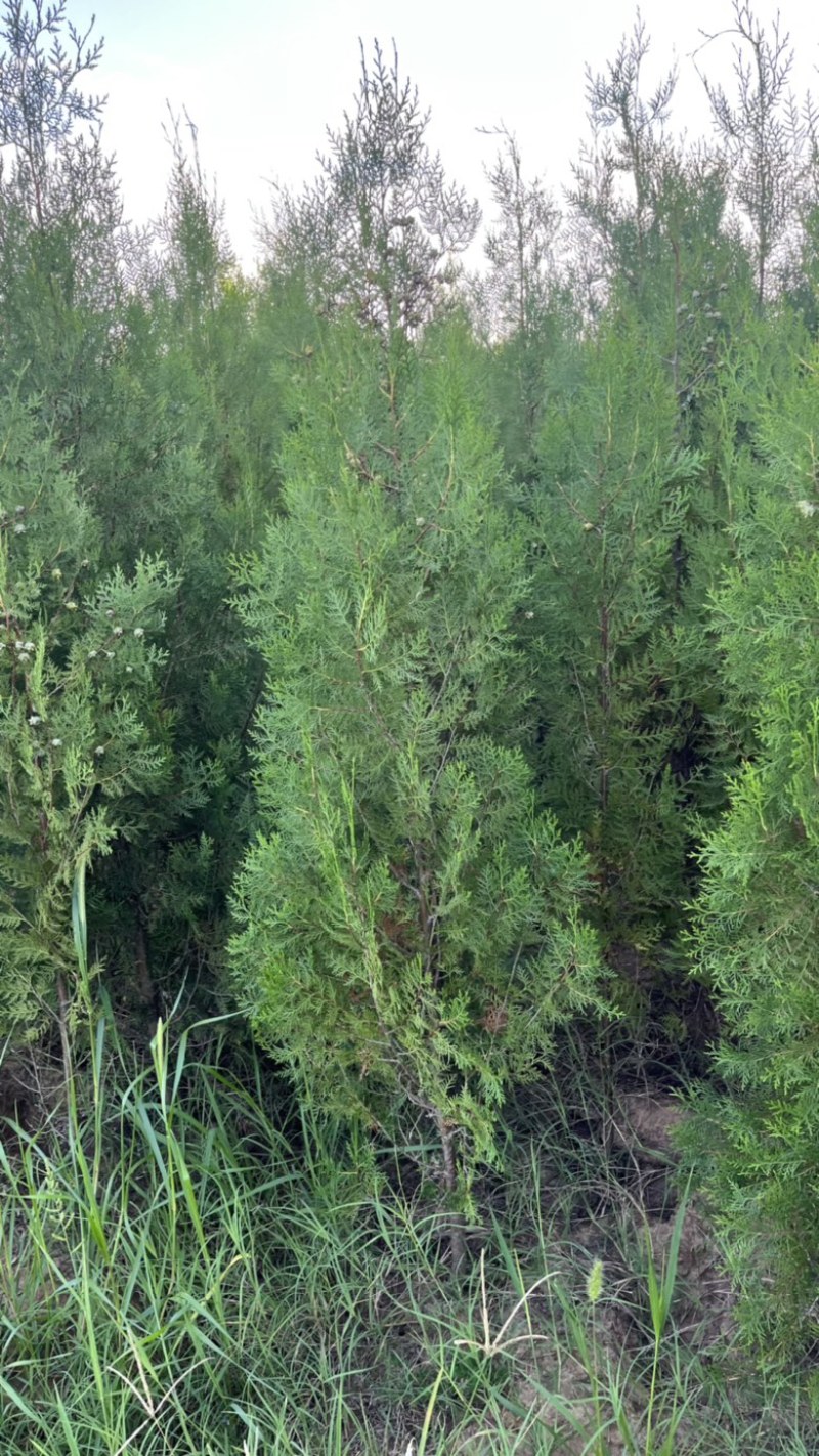 1米6高侧柏基地自产自销规格齐全货源充足