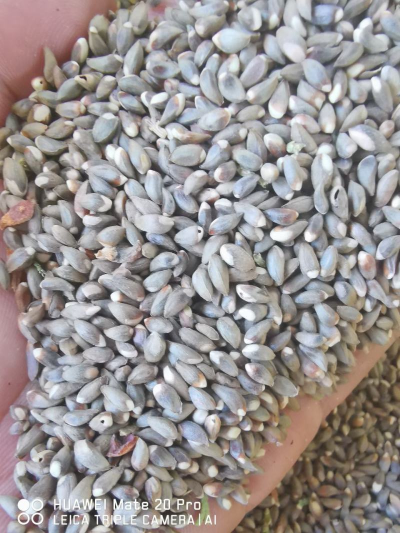 柏树籽，柏子仁，枣核，槐米，大量现货