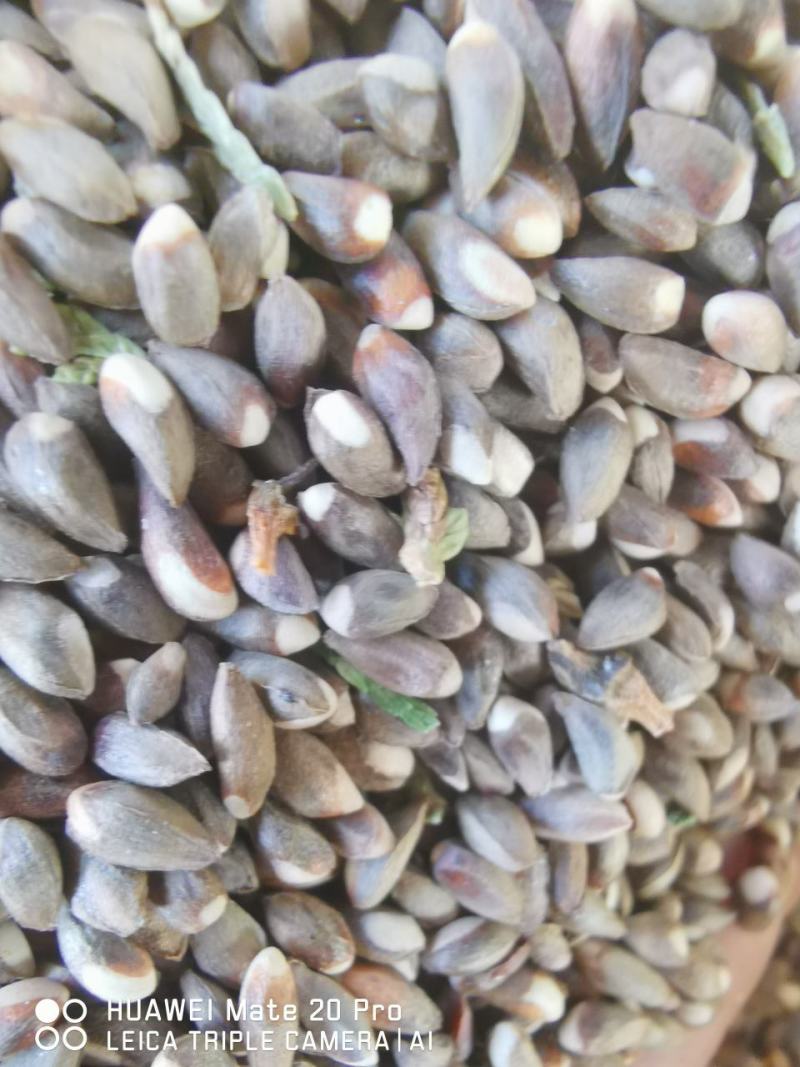 柏树籽，柏子仁，枣核，槐米，大量现货