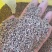 柏树籽，柏子仁，枣核，槐米，大量现货