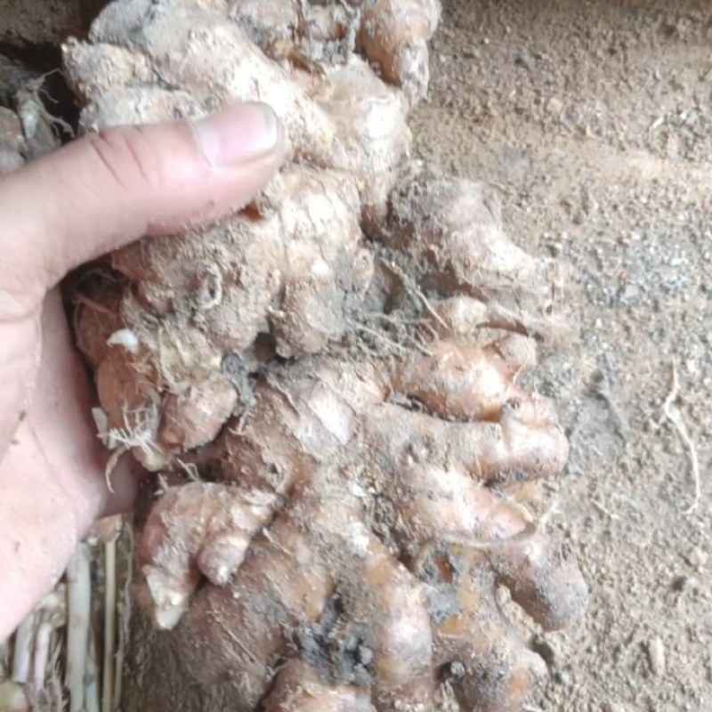 小黄姜，各种规格，大量供应，按需分拣