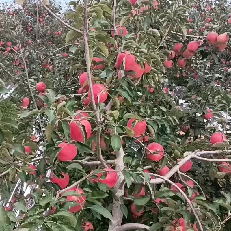 辽中区寒富苹果