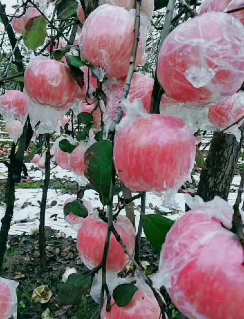 【膜袋红富士苹果】脆甜多汁！色泽鲜艳产地一手货源品质好