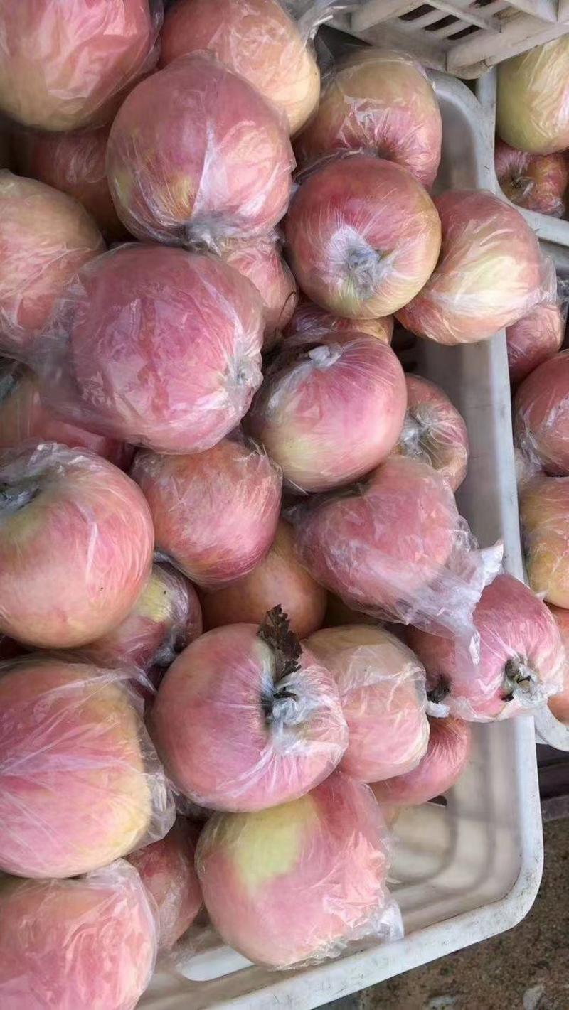 山东膜袋红富士苹果产地一手货源充足口感脆甜大量现货