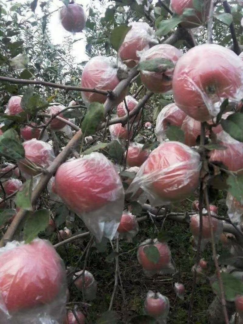 【膜袋红富士苹果】脆甜多汁！色泽鲜艳产地一手货源品质好