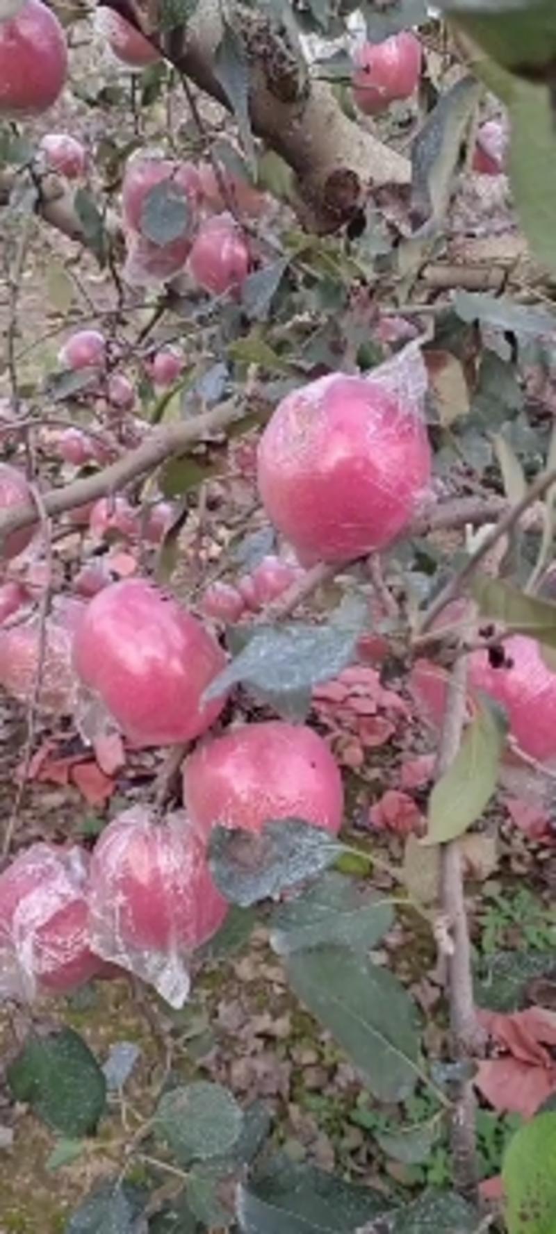 山东膜袋红富士苹果产地一手货源充足口感脆甜大量现货