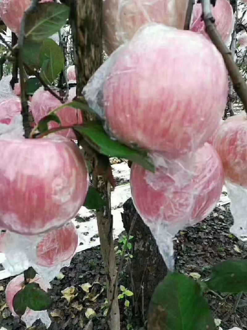 【膜袋红富士苹果】脆甜多汁！色泽鲜艳产地一手货源品质好