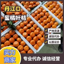 湖北省十堰市丹江口市早熟柑橘皮薄味甜一手货源代发