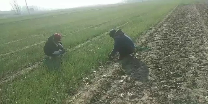 开封市万亩精品“白露”后育苗早熟高产紫皮洋葱苗