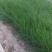 开封市万亩精品“白露”后育苗早熟高产紫皮洋葱苗