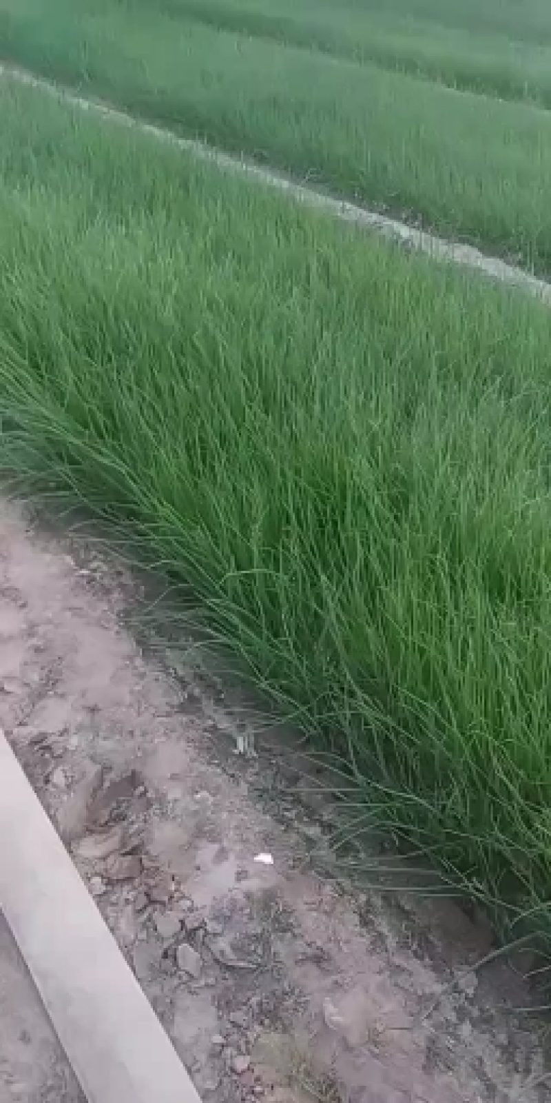 开封市万亩精品“白露”后育苗早熟高产紫皮洋葱苗
