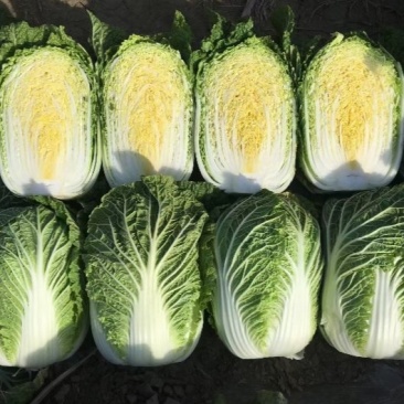 白菜河南夏邑县精品矮颗黄心白菜，全国代发