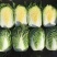白菜河南夏邑县精品矮颗黄心白菜，全国代发