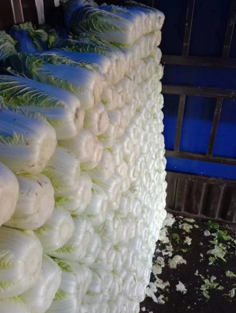 白菜河南夏邑县精品矮颗黄心白菜，全国代发