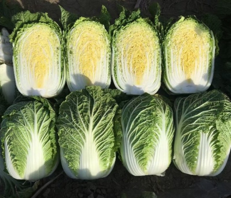 白菜河南夏邑县精品矮颗黄心白菜，全国代发